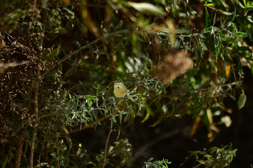 iNaturalist observation photo of Small White