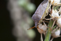 Euschistus conspersus