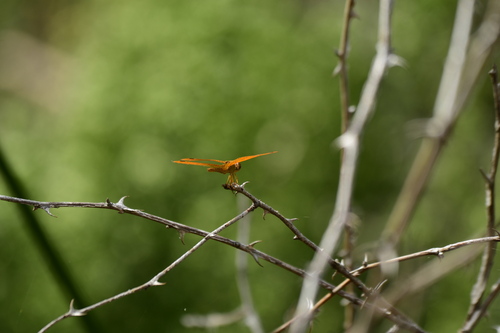 iNaturalist observation photo of Mexican Amberwing