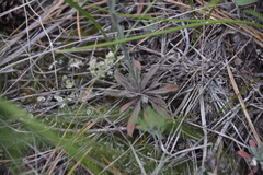 Boechera retrofracta