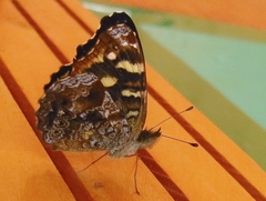 Anthanassa drusilla
