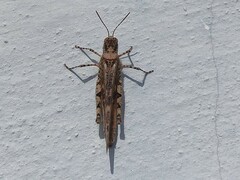 Acrotylus