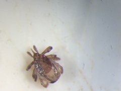 Ixodes scapularis