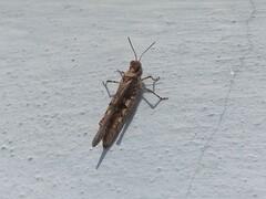 Acrotylus