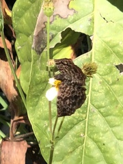 Cycloglypha thrasibulus thrasibulus