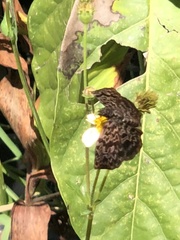 Cycloglypha thrasibulus thrasibulus