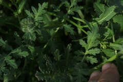 Phacelia tanacetifolia