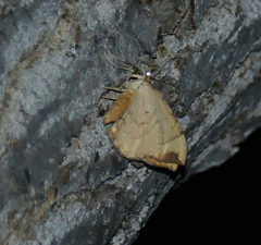 Eulithis propulsata