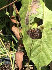 Cycloglypha thrasibulus thrasibulus