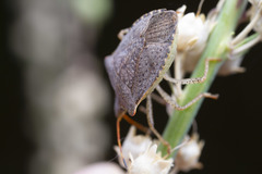 Euschistus conspersus