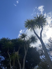 Cordyline australis