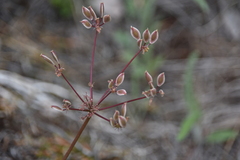 Lomatium geyeri