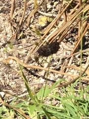 Cycloglypha thrasibulus thrasibulus