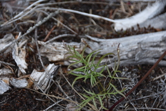 Lomatium geyeri