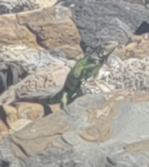 Iguanidae