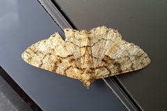 Peribatodes ilicaria