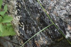 Rhionaeschna californica