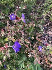 Geranium maculatum