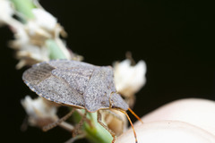 Euschistus conspersus