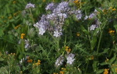 Phacelia tanacetifolia