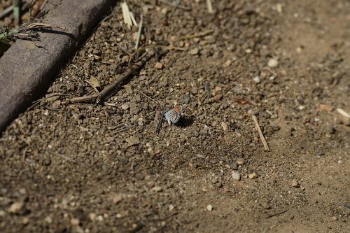 iNaturalist observation photo of Western Pygmy-Blue