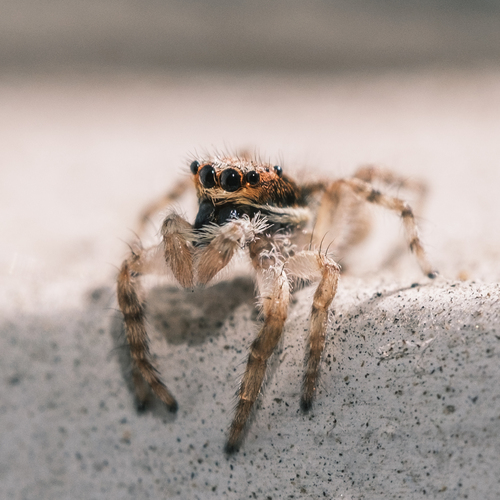 Gray Wall Jumping Spider photo 5