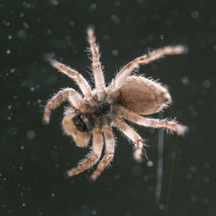 Menemerus bivittatus