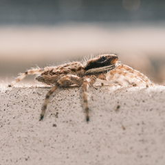 Menemerus bivittatus