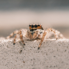 Menemerus bivittatus