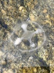 Ptychogena lactea