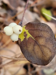 Symphoricarpos occidentalis