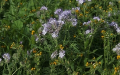 Phacelia tanacetifolia