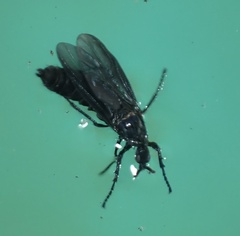 Dilophus orbatus