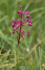 Anacamptis laxiflora