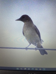 Turdus grayi