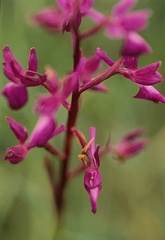 Anacamptis laxiflora