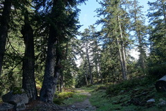Abies alba
