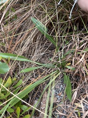 Solidago virgata