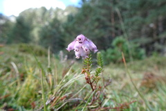 Erica tetralix