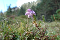 Erica tetralix