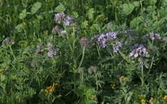 Phacelia tanacetifolia