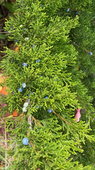 Juniperus ashei