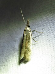 Peoria longipalpella