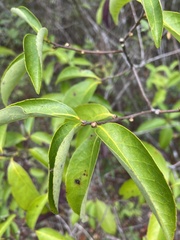 Symplocos tinctoria