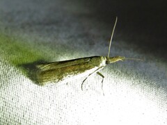 Peoria longipalpella