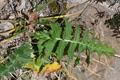 Cirsium erisithales