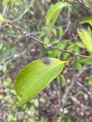 Symplocos tinctoria