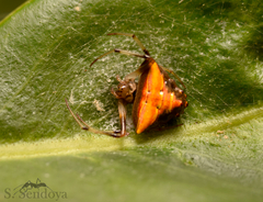 Verrucosa undecimvariolata