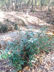 Elaeagnus pungens