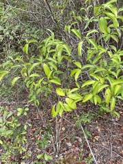 Symplocos tinctoria